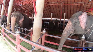 Feeding elephants and lovemaking at home after