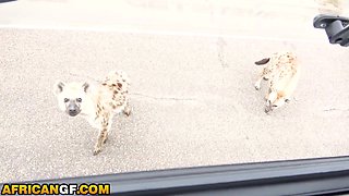 Bouncy Bum Black Breezy Jammed Tough By Gigantic Man rod Yankee In Safari Journey