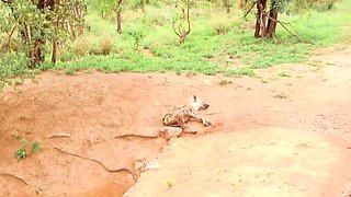 Sexy Black Girlfriend Hard Pussy Pounded