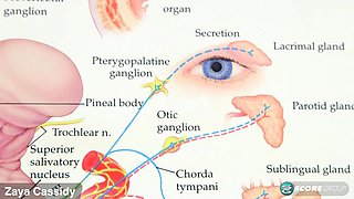 Naughty Zaya Cassidy Unleashes Her Perky Titties and Purple Pussy Lips at the School Clinic - Zaya Cassidy - 18eighteen