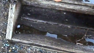 Mature Granny Hairy Pussy Granny Panty Peeing on the Deck