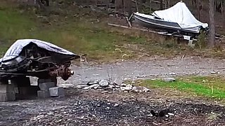 Exploring a junk yard