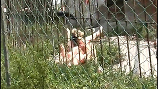 Kinky Neighbors: Pissing, Submission, Blowjobs, and Backyard Sex