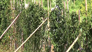 M979g10 Av Release with Intense Sex From the Middle of the Day with a Frustrated Who Lives in the Countryside in the Countr