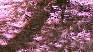 Walking Forest - Video for Fans with Slowmotion