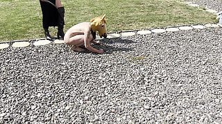 Pony girl whipped, milked and bruised hard - EXTREME LEZDOM Ponygirl training
