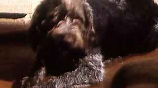 Group Sex and Hardcore Fucking Parties