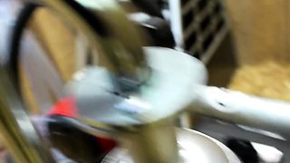 HuCows Denise Zoey Ziptie And Melodie Goat Milker FETiSH