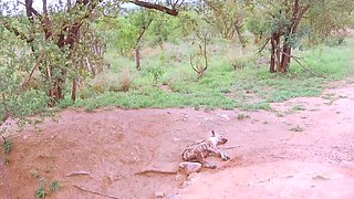 My EBONY GIRLFRIEND flashed on the SAFARI drive