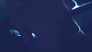 Secret Sex in the Kitchen