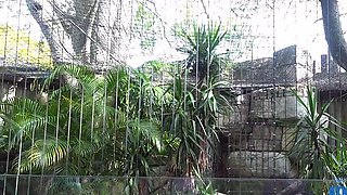 Webcam beauty and her toys have solo sex