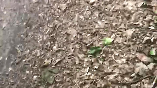 Ilikeitwhen cum tribute in the forest