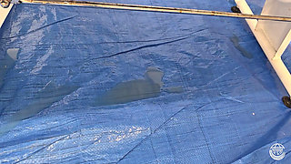 Cherry Orchid - Very First Squirt with Nyagarah