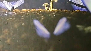 Hot Blowjob by the Fireplace